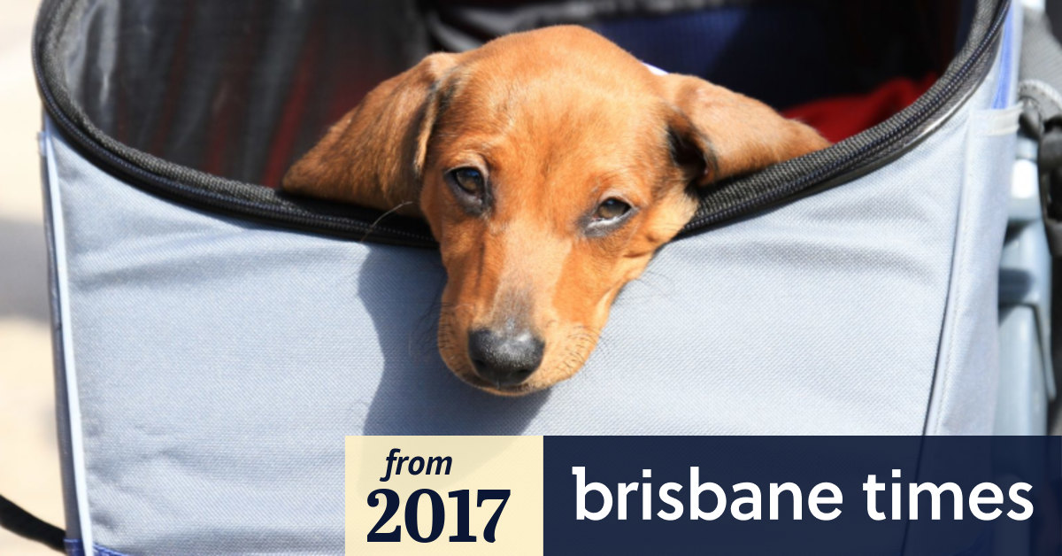 Thousands of Brisbane dogs and their humans join the